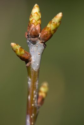 Quercus robur 'Fastigiata' - dub letní, křemelák - pupen